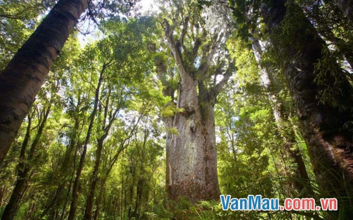 Bảo vệ rừng là bảo vệ thiên nhiên, bảo vệ môi trường sống của chính con người