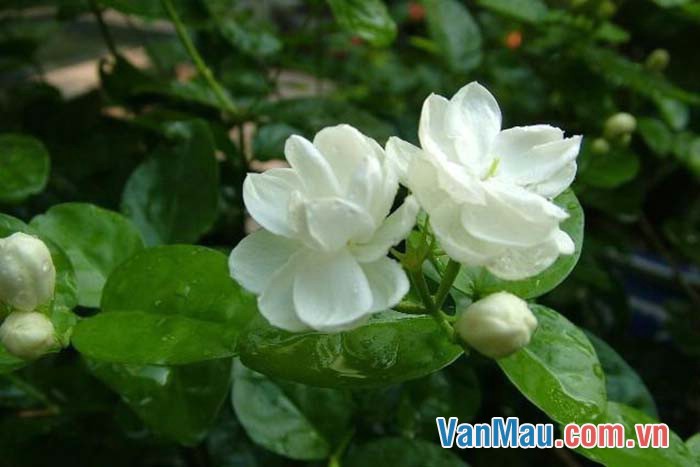 Hoa nhài là một loài hoa giản dị, mộc mạc với sắc trắng ngần