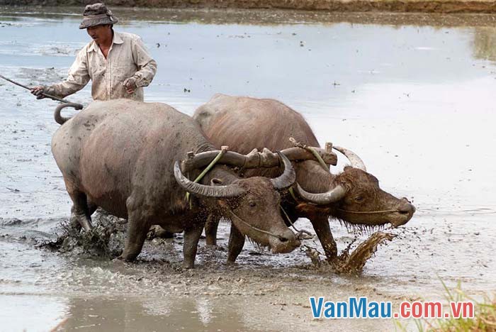 Con trâu quan trọng trong cuộc sống của người nông dân Việt Nam