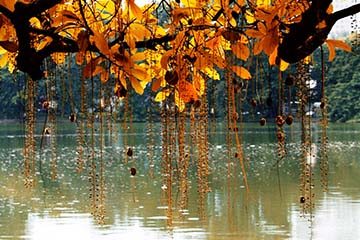 Hình ảnh thiên nhiên trong các bài thơ Tràng Giang (Huy Cận), Đây mùa thu tới (Xuân Diệu), Đây thôn Vĩ Dạ (Hàn Mặc Tử). Phân tích những nét chung của thiên nhiên trong ba bài thơ và chỉ ra đặc điểm riêng của thiên nhiên trong từng bài thơ