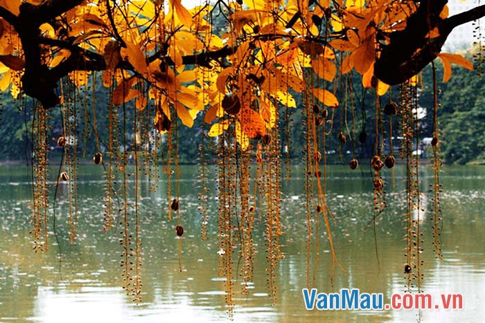 Hình nền Nền Phong Cảnh Mùa Thu Nhật Bản Từ Một Dòng Sông Nền, Phong Cảnh Mùa  Thu Lá Mùa Thu đầy Màu Sắc đẹp, ảnh Chụp ảnh Hd, Nước Background Vector