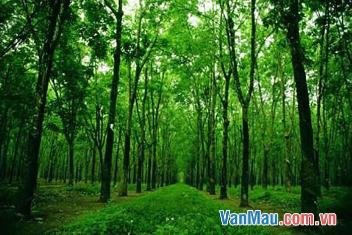 Top nhiều hơn 115 hình nền rừng cây mới nhất thdonghoadianeduvn