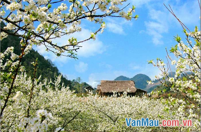 Hoa mơ nở trắng rừng Việt Bắc