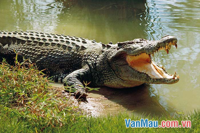 Bắt sấu rừng U Minh Hạ