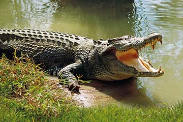Phân tích truyện “Bắt sấu rừng U Minh Hạ” của nhà văn Sơn Nam