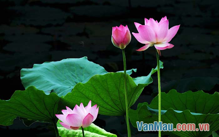 Hoa sen là loài hoa được chọn làm biểu tượng cho dân tộc Việt Nam