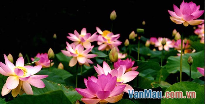Hoa sen trở thành biểu tượng cho tâm hồn và nhân phẩm Việt Nam