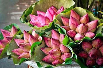 Hoa sen là loài hoa được chọn làm biểu tượng cho dân tộc Việt Nam. Em hãy viết bài văn giời thiệu loài hoa này với bạn bè thế giới