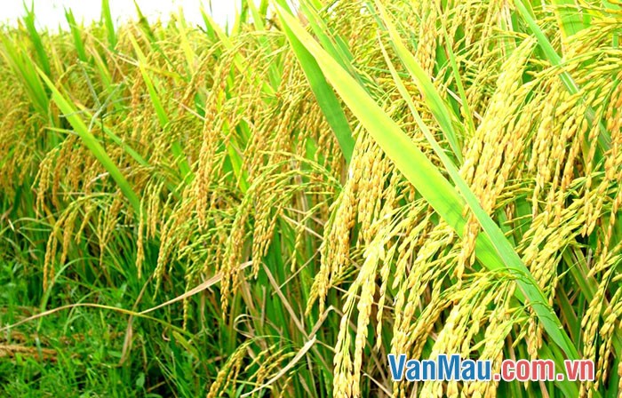 Lúa cho thóc, gạo dùng làm cơm trong các bữa ăn hàng ngày