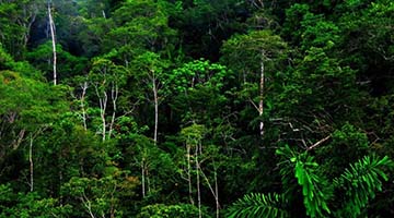 Lấy chủ đề: Vai trò của rừng đối với đời sống con người. Em hãy viết một số đoạn văn làm sáng tỏ chủ đề trên