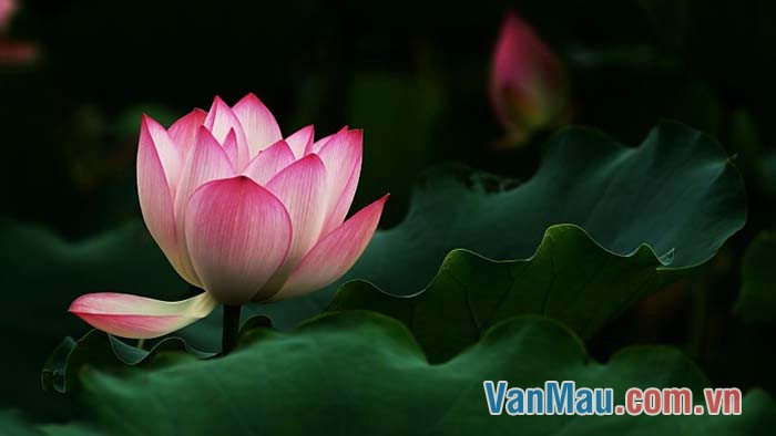 Hoa sen được chọn làm biểu tượng cho tâm hồn, tính cách người Việt Nam