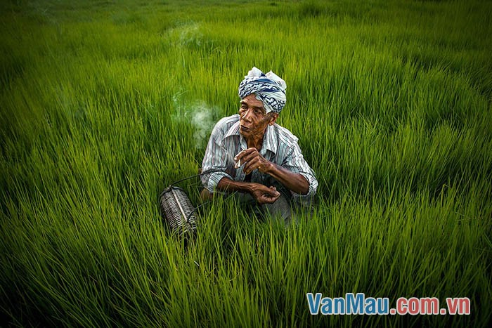 Phẩm cách tốt đẹp của người nông dân Việt Nam