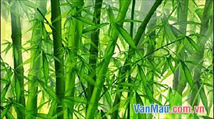 Nguồn gốc và đặc điểm của cây tre Việt Nam New Bamboo