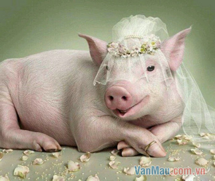 Lợn cưới áo mới