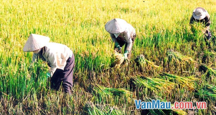 sức sáng tạo của người nông dân Việt Nam