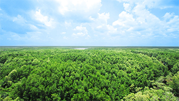 Trái đất sẽ ra sao nếu thiếu đi màu xanh của những cánh rừng?