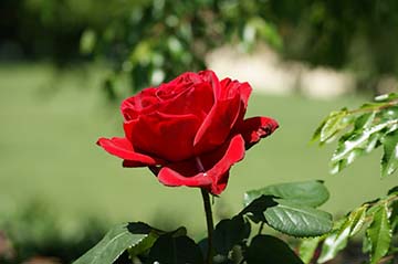 Trong vườn, một bông hoa màu hồng và một củ khoai tranh luận, ai cũng tự cho mình là có ích. Em hãy kể lại cuộc tranh luận đó