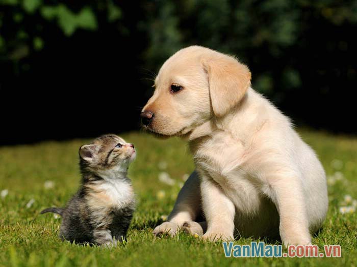 Chó, Mèo khôn khéo, nhiều mưu mẹo hay nịnh chủ, nhưng cũng hay hiềm khích tị nạnh nhau