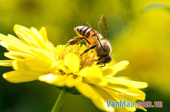 Một con ong đang mải mê hút nhụy hoa