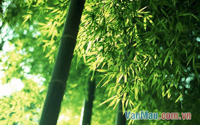 Sức sống mãnh liệt của cây tre Việt Nam