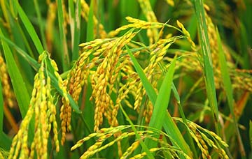Qua văn bản Một thứ quà của lúa non: cốm của Thạch Lam, em hãy phát biểu cảm nghĩ về cây lúa Việt Nam