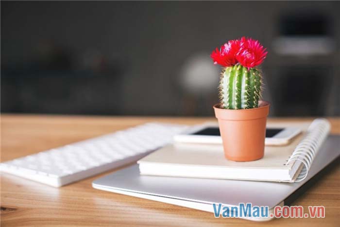 Cây xương rồng Cây xương rồng