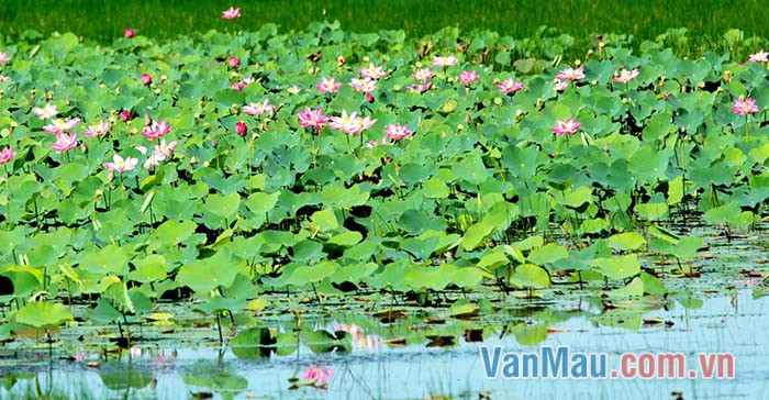 Đầm sen rất rộng, gió mát lộng, thoảng hương sen