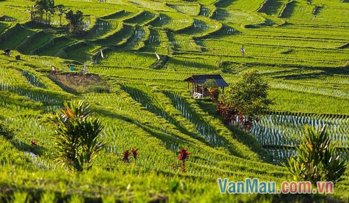 Buổi chiều trên nương rẫy đẹp như một bức tranh thêu