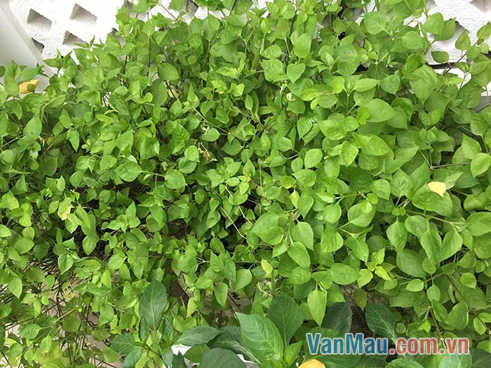 Cả khu vườn ngập tràn màu sắc, âm thanh và hương vị Cả khu vườn ngập tràn màu sắc, âm thanh và hương vị