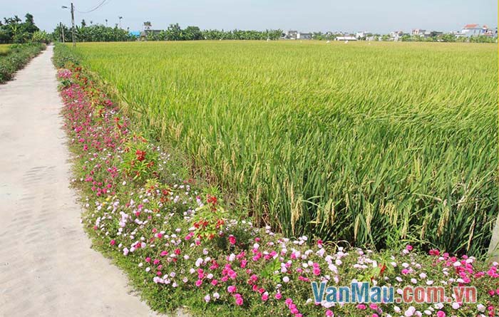 Dưới ánh nắng hè rực rỡ, con đường làng trông tràn đầy sức sống Dưới ánh nắng hè rực rỡ, con đường làng trông tràn đầy sức sống