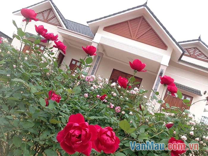 Em rất yêu vườn hoa nhà em
