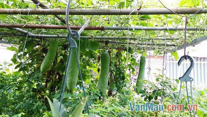 Giàn bầu với những chiếc lá xanh to bản, những quả bầu to dài thòng xuống, treo lủng lẳng Giàn bầu với những chiếc lá xanh to bản, những quả bầu to dài thòng xuống, treo lủng lẳng