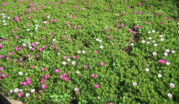 Kể lại truyện Người lính dũng cảm (Tiếng Việt 3) Kể lại truyện Người lính dũng cảm (Tiếng Việt 3)