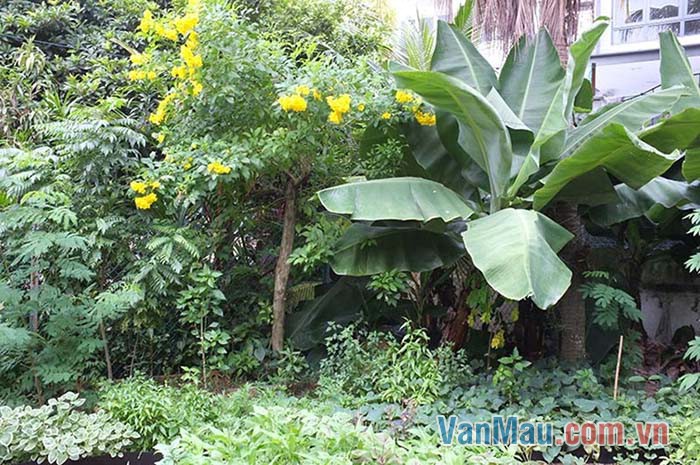 Khu vườn buổi chiều sôi động hẳn lên Khu vườn buổi chiều sôi động hẳn lên