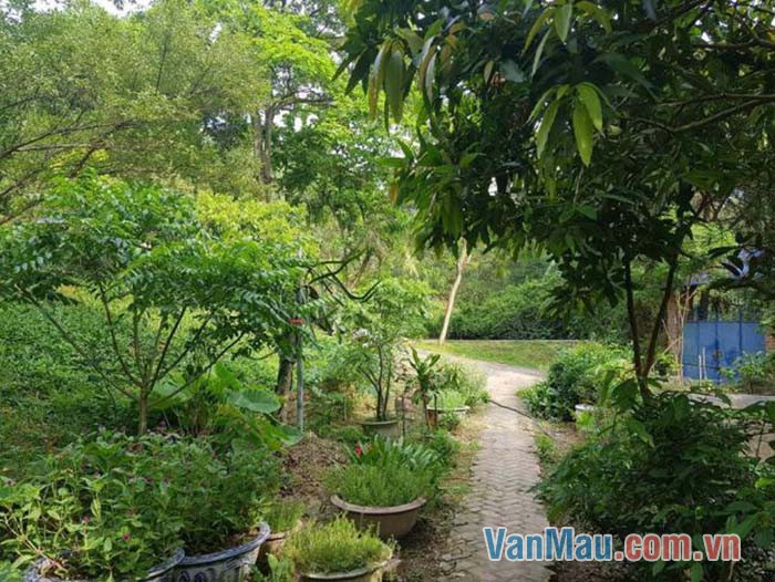 Khu vườn buổi sáng thật thanh bình Khu vườn buổi sáng thật thanh bình