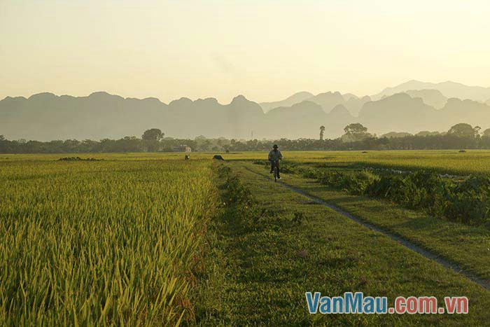 Lúa trải dài mênh mông như tấm thảm lụa vàng Lúa trải dài mênh mông như tấm thảm lụa vàng