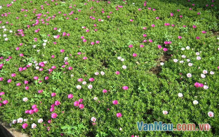 Luống hoa mười giờ Luống hoa mười giờ