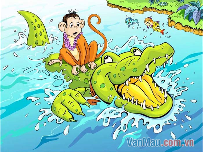 Quả tim khỉ Quả tim khỉ