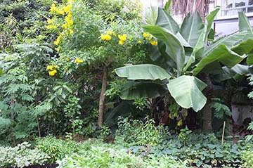 Tả cảnh buổi chiều trong vườn cây
