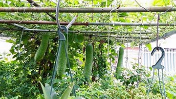 Tả cảnh buổi trưa trong vườn cây Tả cảnh buổi trưa trong vườn cây