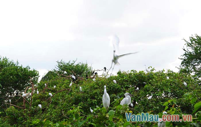 Cây trên đảo xanh tốt, là nơi trú ngụ của cò Cây trên đảo xanh tốt, là nơi trú ngụ của cò