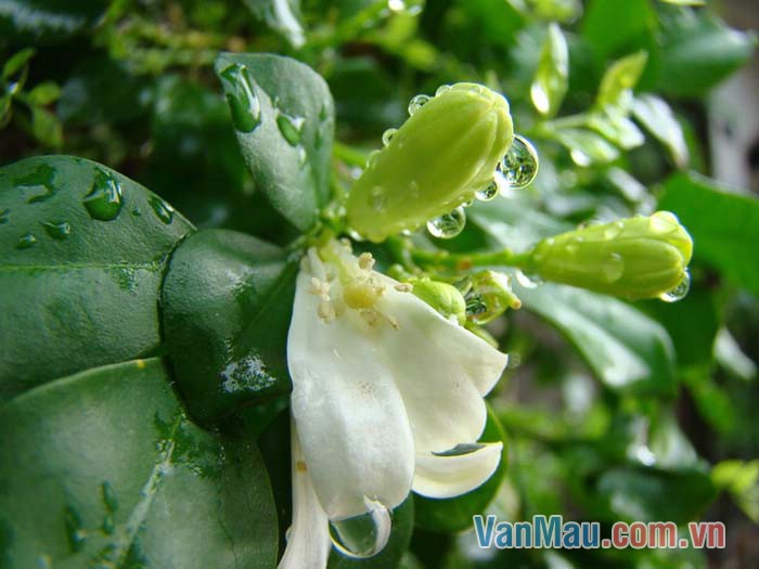 Cơn mưa rào mùa hè chợt đến thật nhanh nhưng cũng mau dứt
