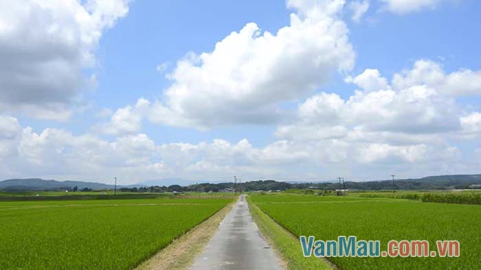 Hàng ngày em đi trên con đường làng quen thuộc để tới trường