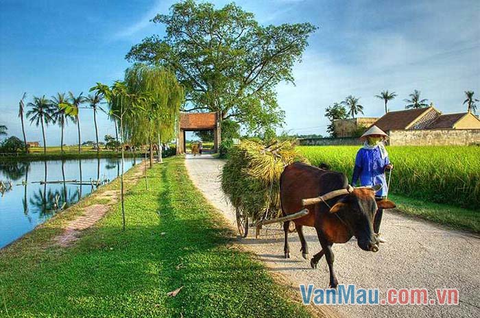 Mỗi khi tiết trời se se lạnh, gió heo may thổi... là mùa thu về Mỗi khi tiết trời se se lạnh, gió heo may thổi... là mùa thu về