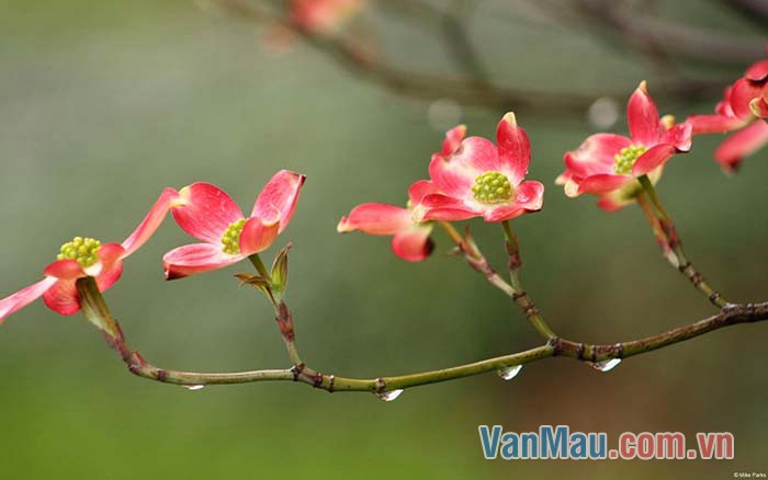 Mưa xuân nhẹ nhàng, lất phất bay không làm ướt áo Mưa xuân nhẹ nhàng, lất phất bay không làm ướt áo