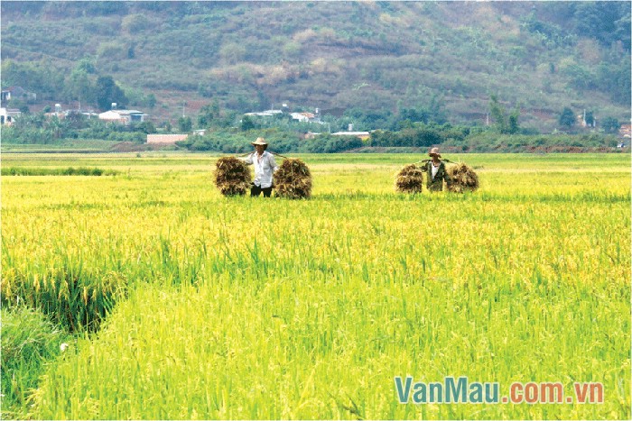 Những cánh đồng lúa vàng bội thu là niềm vui và sự sống của con người Những cánh đồng lúa vàng bội thu là niềm vui và sự sống của con người