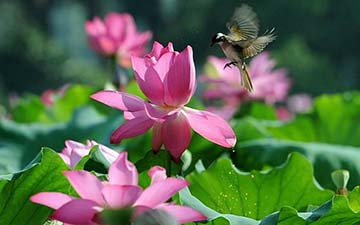 Tả cảnh một đầm sen Tả cảnh một đầm sen