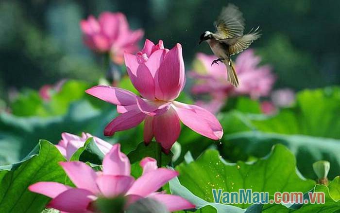 Vào mùa hè, đầm sen nở rộ nhìn thật đẹp