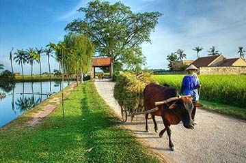 Viết đoạn văn tả cảnh mùa thu ở thôn quê Viết đoạn văn tả cảnh mùa thu ở thôn quê