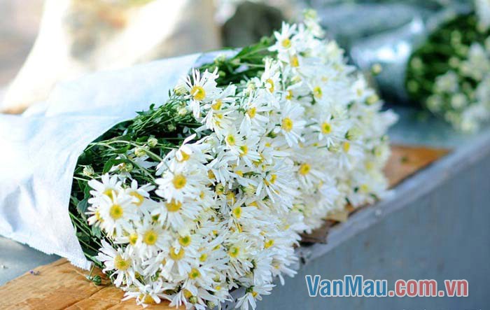 Bông cúc có rất nhiều cánh nhỏ